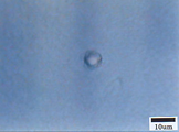 滑剤の光学顕微鏡写真