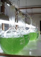 微細藻類の大量培養を受託