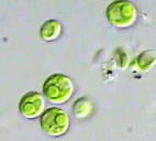 微細藻類研究サポート、培養を受託