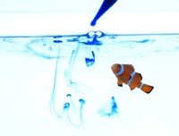 海水魚を用いた毒性試験イメージ