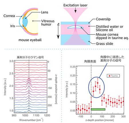 イメージ：生体内での薬剤分布を観測した応用例