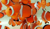 魚類における毒性試験