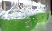 試験用海水生物の生産と提供