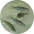 医薬品開発に伴う「小型魚類の供給」