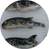 新たな機能性成分を付加した養殖魚の飼料開発事例