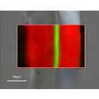 顕微FT-IR（顕微赤外分光光度計）を用いた多層フィルム分析