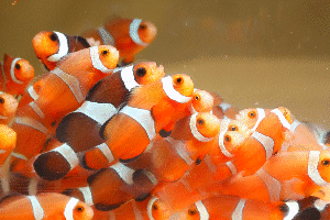 【魚類：機能性評価】水産飼料開発事例2