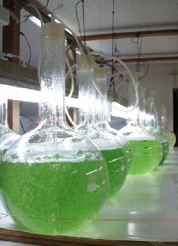 試験用海水生物の生産と提供