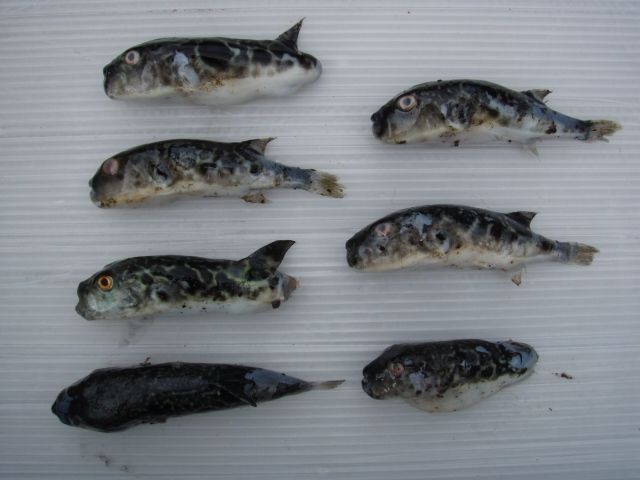 【魚類：機能性評価】水産飼料開発事例1