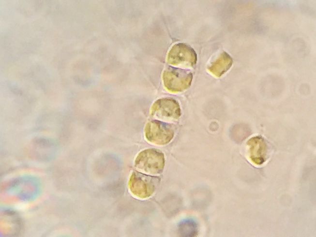 【全般：試験用生物】海産生物事例