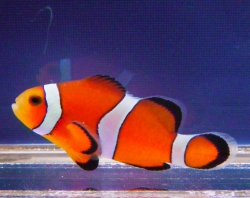 被験生物としてのカクレクマノミの有効性