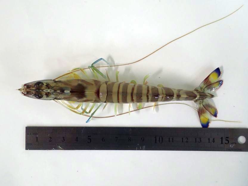 【魚類：機能性評価】水産飼料開発事例3