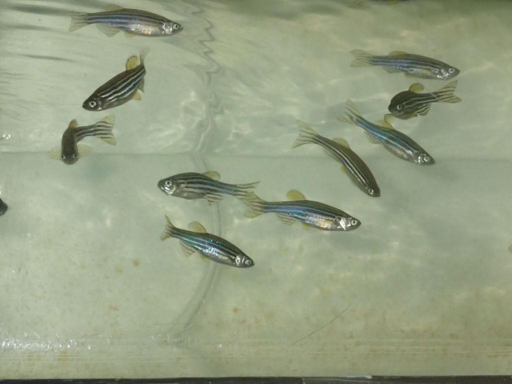 【魚類：試験用生物】医薬品の基礎研究事例