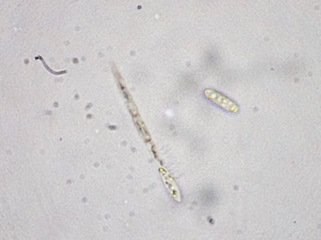 【環境：試験用生物】バラスト水処理装置開発事例2